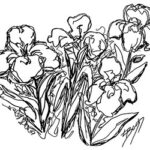 The Irish Sketch Original Line Drawing by Linda Boss